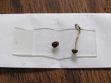Panaeolus cinctulus image