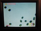 Panaeolus cinctulus image