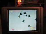 Panaeolus cinctulus image