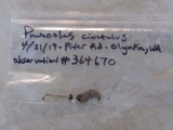 Panaeolus cinctulus image