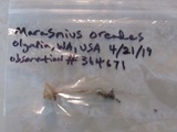 Marasmius oreades image