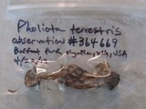 Pholiota terrestris image
