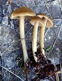 Entoloma holoconiotum image