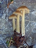 Entoloma holoconiotum image