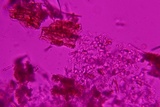 Athelia binucleospora image
