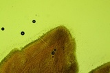 Mycoacia fuscoatra image