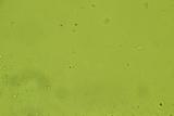 Mycoacia fuscoatra image