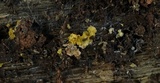 Sistotrema porulosum image