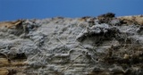 Sistotrema porulosum image