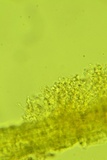 Sistotrema porulosum image