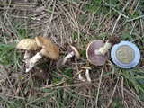 Stropharia coronilla image