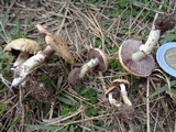 Stropharia coronilla image
