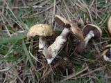 Stropharia coronilla image