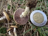 Stropharia coronilla image