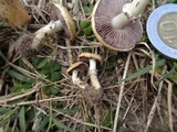 Stropharia coronilla image