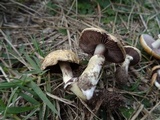 Stropharia coronilla image