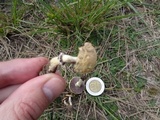 Stropharia coronilla image