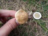 Stropharia coronilla image