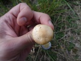 Stropharia coronilla image