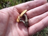 Stropharia coronilla image