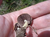 Stropharia coronilla image