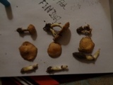 Stropharia coronilla image