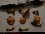 Stropharia coronilla image