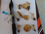 Stropharia coronilla image