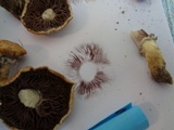 Stropharia coronilla image