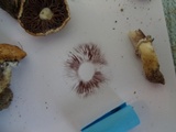 Stropharia coronilla image