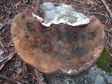 Fomitopsis schrenkii image