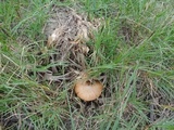 Suillus luteus image