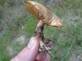 Suillus luteus image