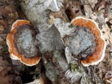 Fomitopsis mounceae image