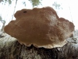 Fomitopsis mounceae image