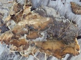 Bjerkandera adusta image