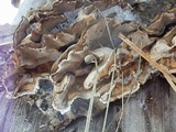 Bjerkandera adusta image