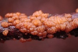 Exidia repanda image