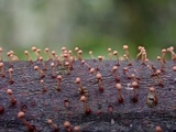 Tubercularia lateritia image