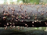 Tubercularia lateritia image