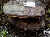 Fomitopsis mounceae image