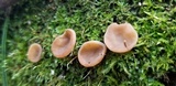 Peziza michelii image