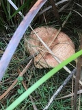 Lactarius deliciosus image