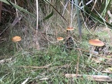 Psilocybe subaeruginosa image