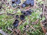 Pseudoplectania nigrella image