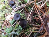 Pseudoplectania nigrella image