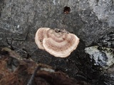Gloeophyllum sepiarium image