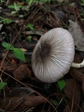 Agaricus endoxanthus image