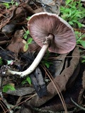 Agaricus endoxanthus image