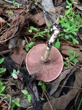 Agaricus endoxanthus image